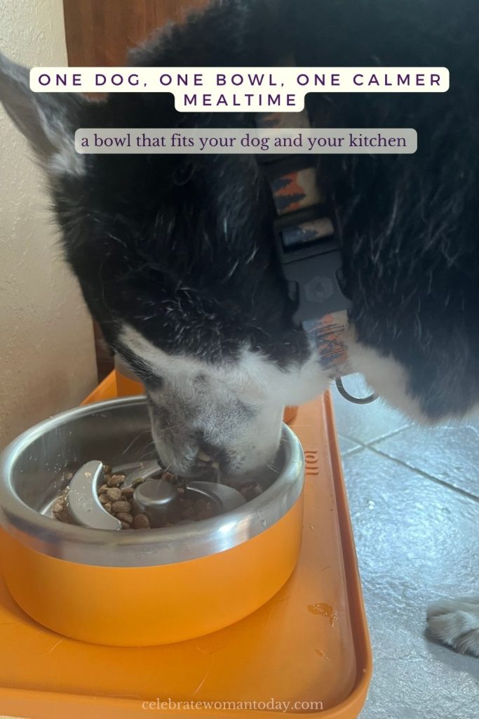Husky finishing a meal from the Trot bowl, bowl nearly empty